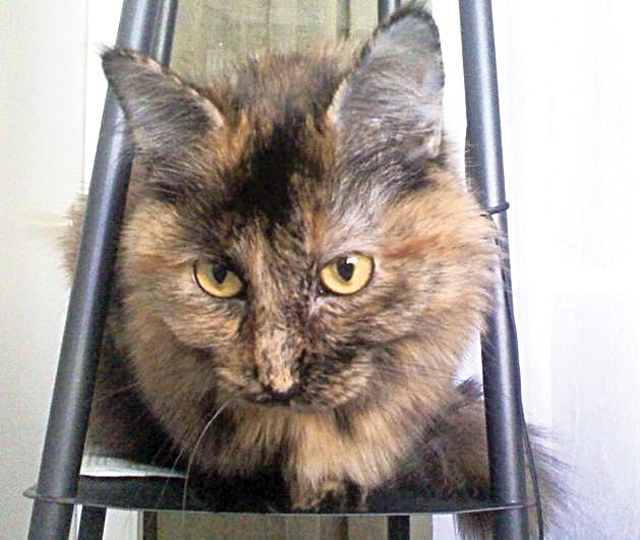 Pet of the Week (2/10)